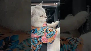 Cat Drives Tesla To The Beach 😂😍