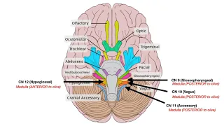 Cranial Nerve Anatomy