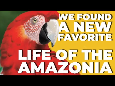 Life of the Amazonia . . . It's very good! | 2P Gameplay