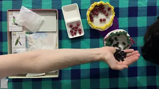 Свіженька локалізація Ігромагу - настільна гра Крила. Птахи Азії