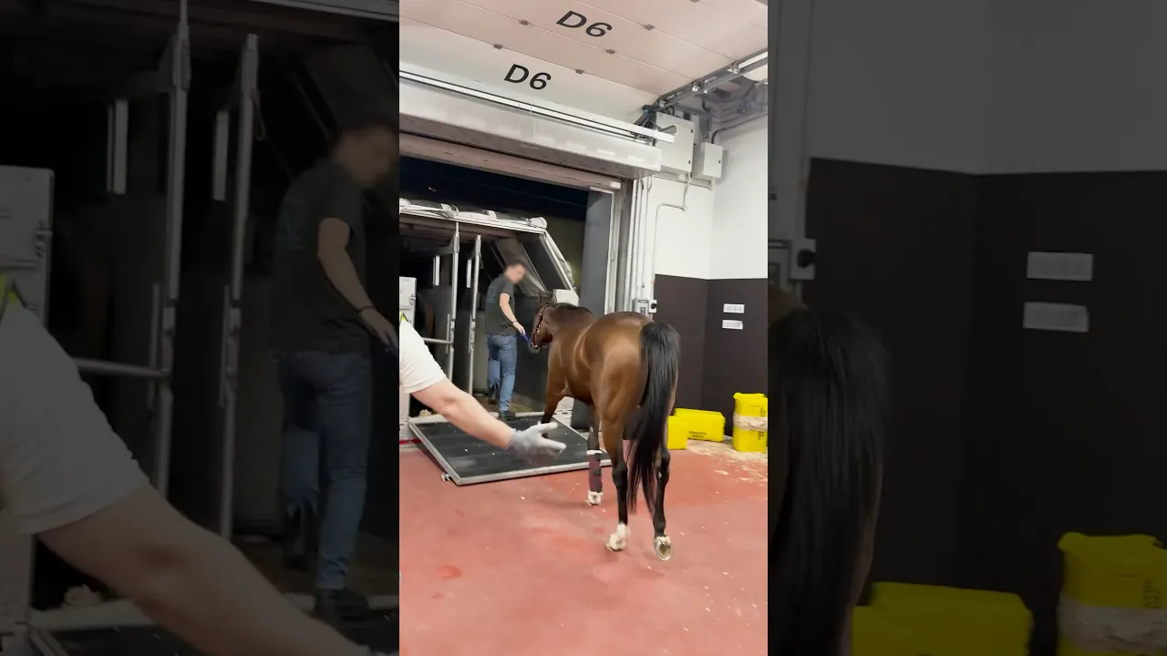How Horses Travel By Plane! 🐎 #horses #planes #flying