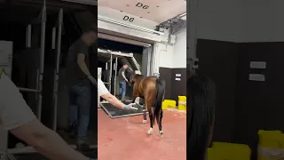 How Horses Travel By Plane! 🐎 #horses #planes #flying