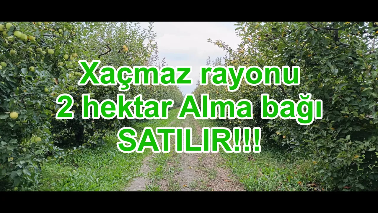 Satılır torpaq sahəsi177 sot, Xaçmaz- (əmlakın videosu)
