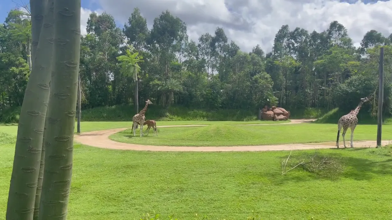 🦒 Adorable Baby Giraffe Runs to Mom for Milk at Australia Zoo! ❤️ #CuteAnimals
