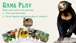 How To Play MY RAINFOREST Card Game | Malaysian Local Board Game