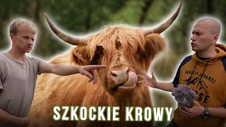 Pal Hajs TV - 146 - Szkockie Krowy