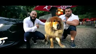 Dani Mocanu - Campion | Video