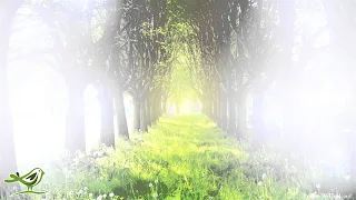 Long Playlist of Relaxing Piano Music for Meditation & Relaxation