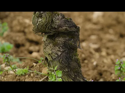 youtube-video-thumbnail