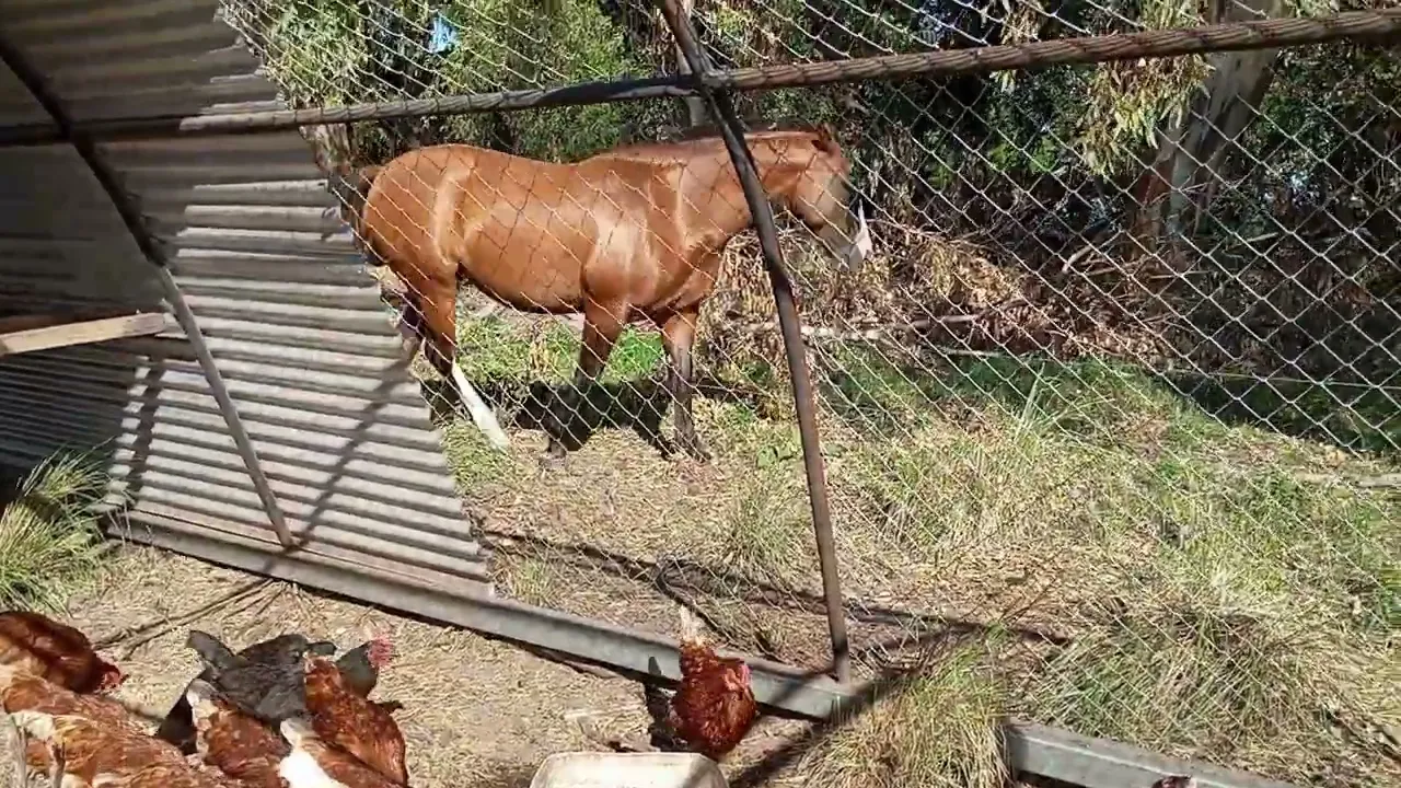 Video de La Quinta del Abuelo