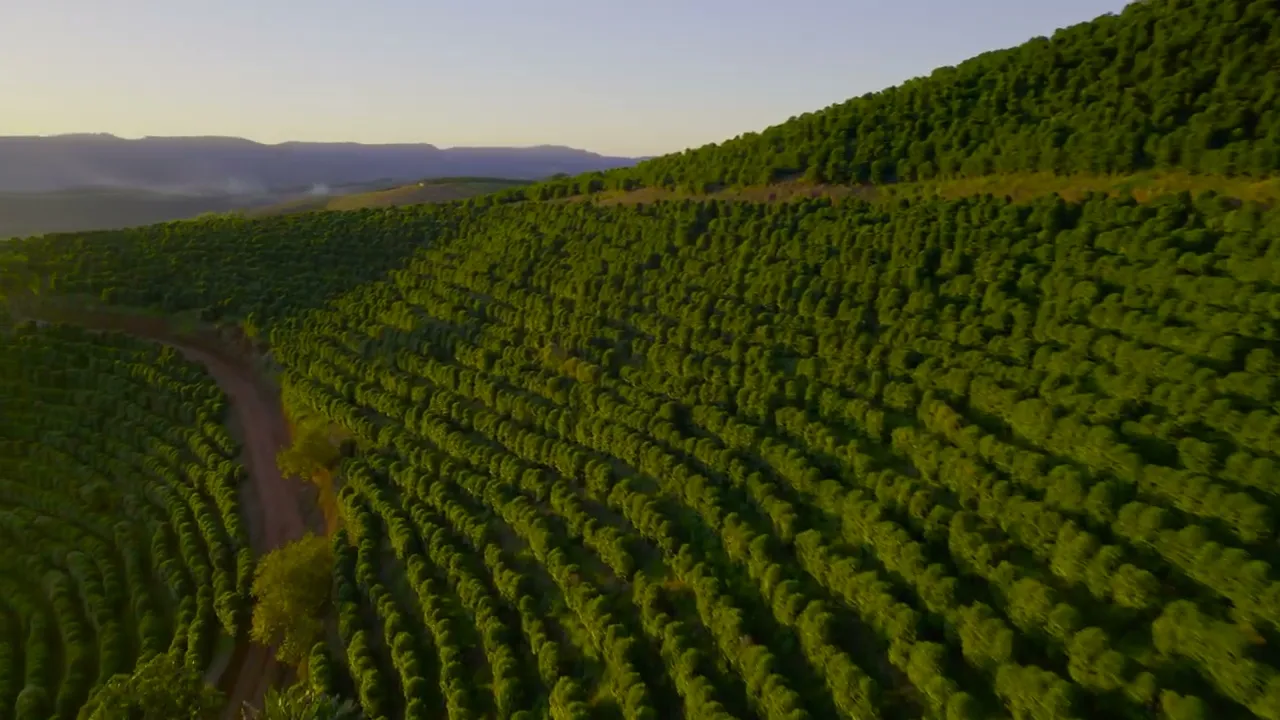 Video de Stellar Specialty Coffee