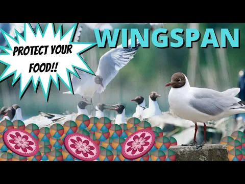 How To Play Against Black Headed Gull: Wingspan Strategy