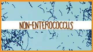 Nonenterococcus (S. Gallolyticus/S. Bovis)