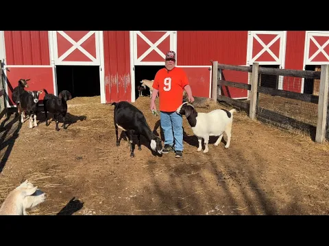 How to Play Mountain Goats by allplay