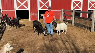 How to Play Mountain Goats by allplay