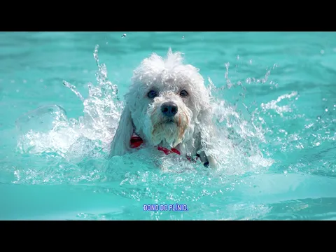 Gerador de Ozônio P+25 Panozon