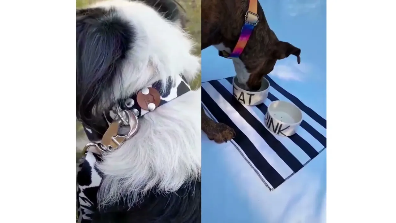 Video de Chinah Pets & Home