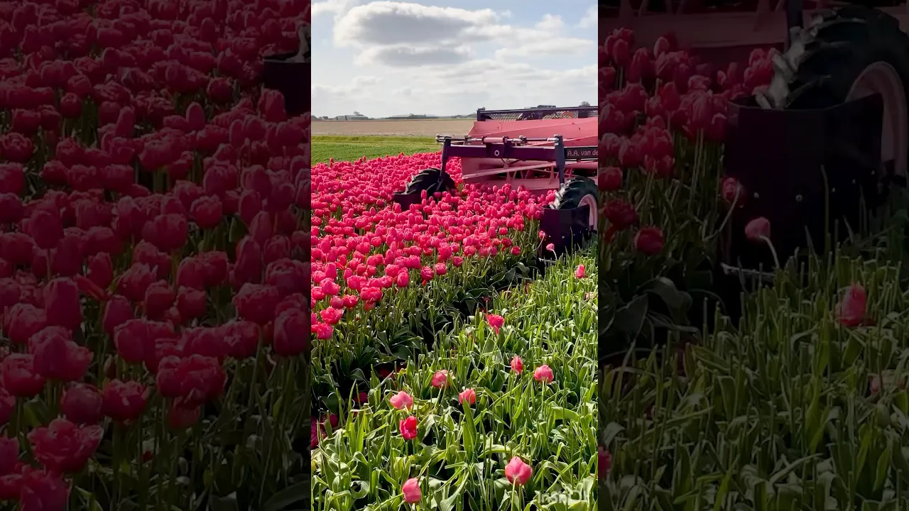 If Barbie Were A Farmer Girl...😂 #farming #tulips #harvesting