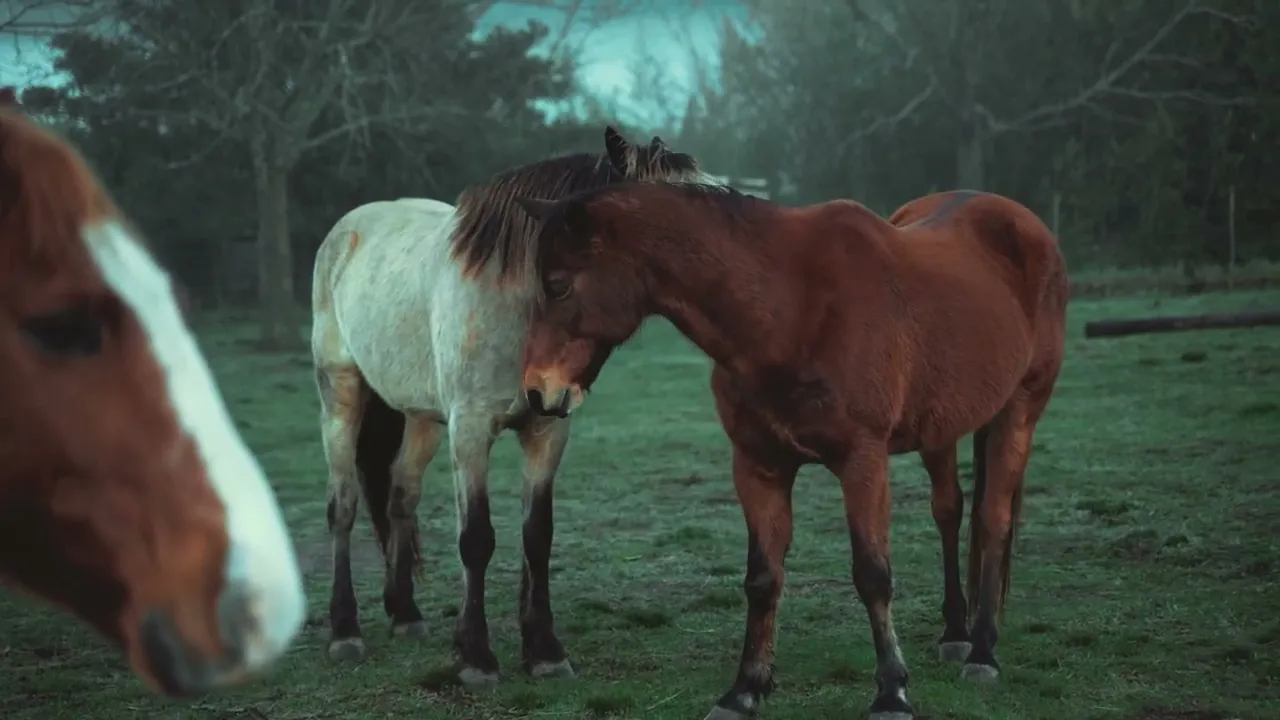 Video de La Vete ® Veterinaria del Polo / Equitación / Salto / Caballos Criollos | Cañuelas