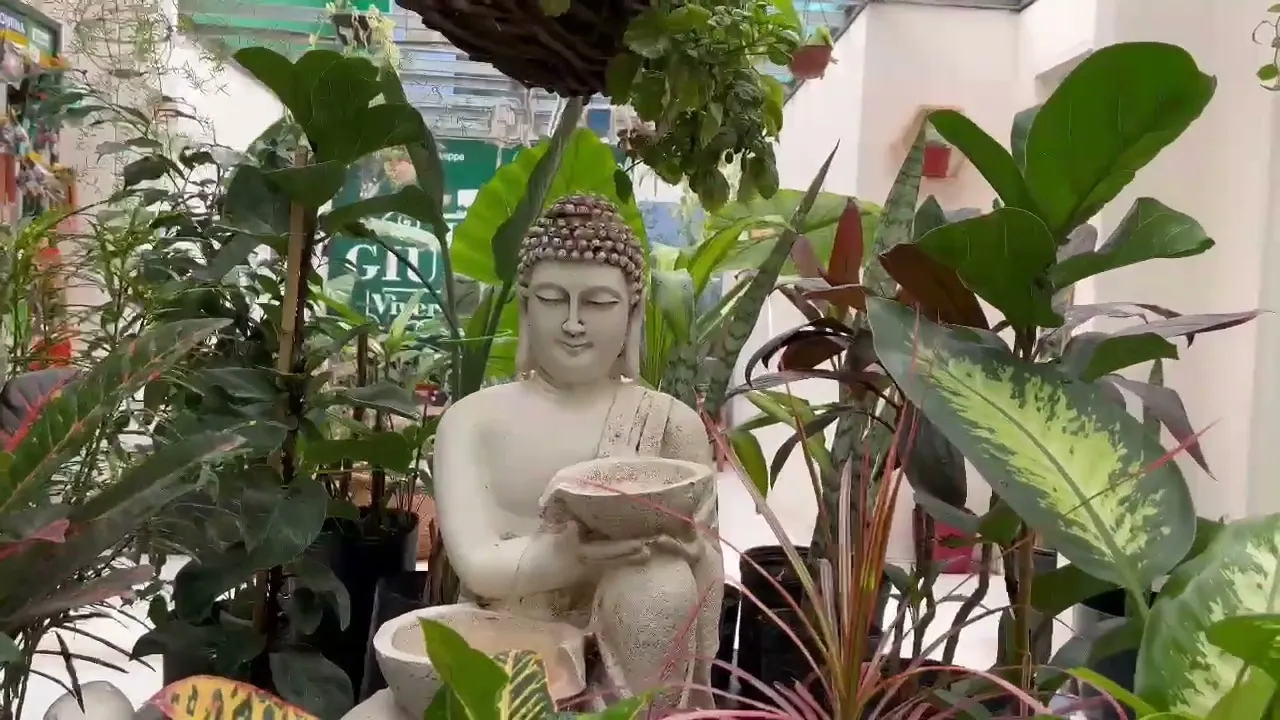 Video de Vivero DonGiuseppe