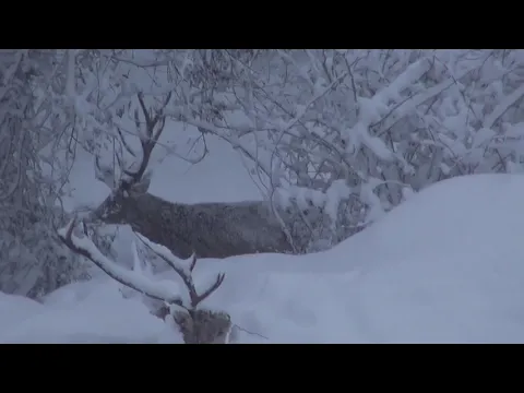 <span style="color:var(--accent)">Video:</span> Parco Nazionale, i cervi di Scanno protagonisti della ABC