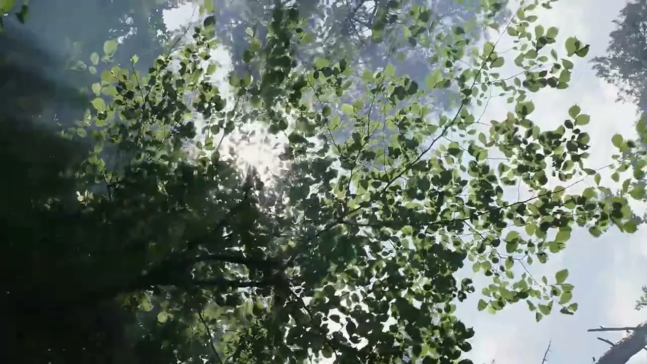 Video de Wicca Botanics