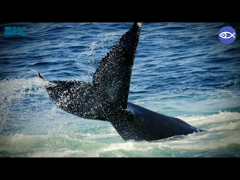 Video for event landing page