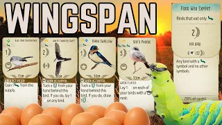 Food Web EGG-Splosion: Wingspan Board Game Strategy & Gameplay