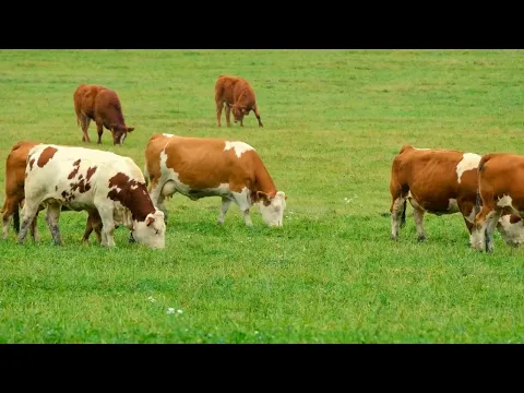 youtube-video-thumbnail