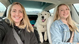 Girls Dog Rescue Transport Roadtrip In A Tesla Model 3 Performance