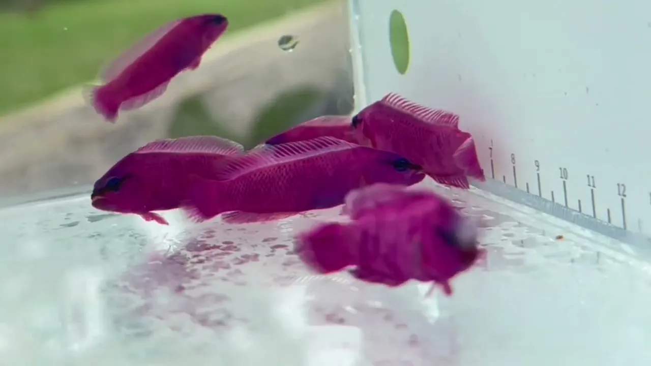 Vídeo de Reef Nutrition Brasil