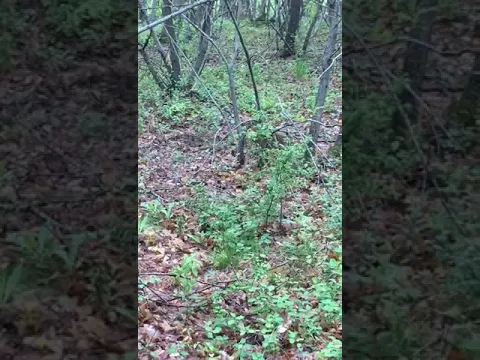 <span style="color:var(--accent)">Video:</span> Abruzzo, che belli i cuccioli di capriolo… ma non toccateli