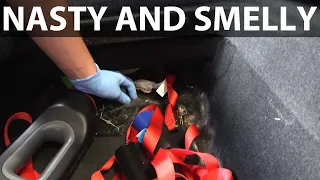 We found mold in my 2013 Tesla Model S P85