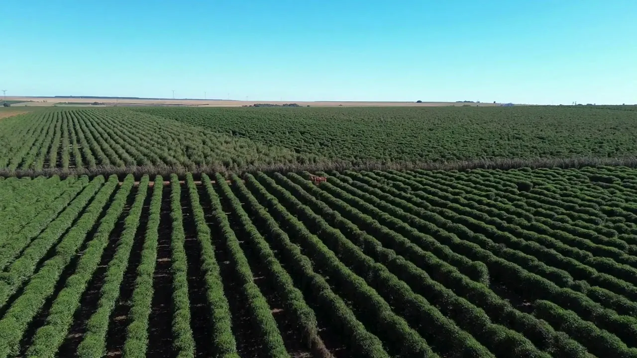 Vídeo de Oro Nero Cafés