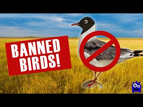 4 Wingspan Birds So Powerful They Get BANNED in Tournaments!