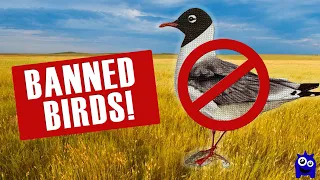 4 Wingspan Birds So Powerful They Get BANNED in Tournaments!