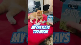 Cat plays too much #boardgame #funny #familygames #cat #cute #solstis #hachette #shorts #gamenights