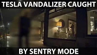 Tesla vandalizer caught by Sentry Mode