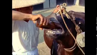 This may be how Kobe Beef is made This may be how Kobe Beef is made
