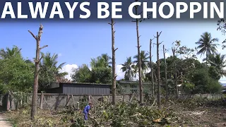 We cut the trees in Chiang Dao and solar production went up 33 %