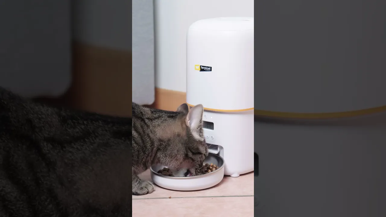 Автоматическая кормушка Ferplast Risto Pet для кошек и собак с таймером и дозатором