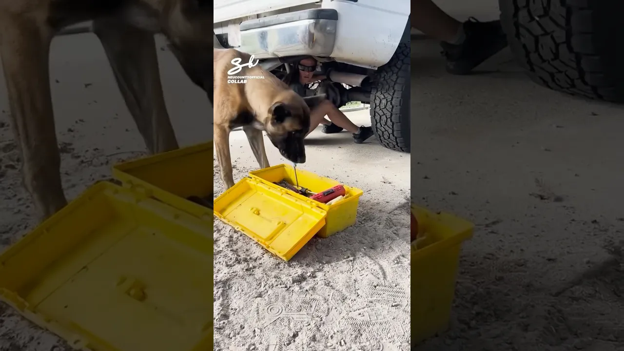 Keeping things on track with their paw-some assistant! 🐶 #dogs #cars #cute