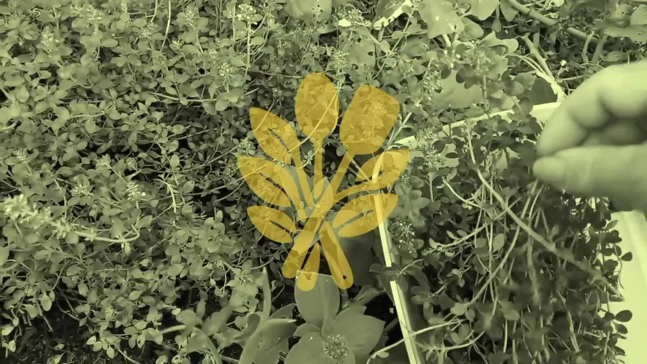 Vídeo de Ervato temperos - Natural no ingrediente, incrível no sabor
