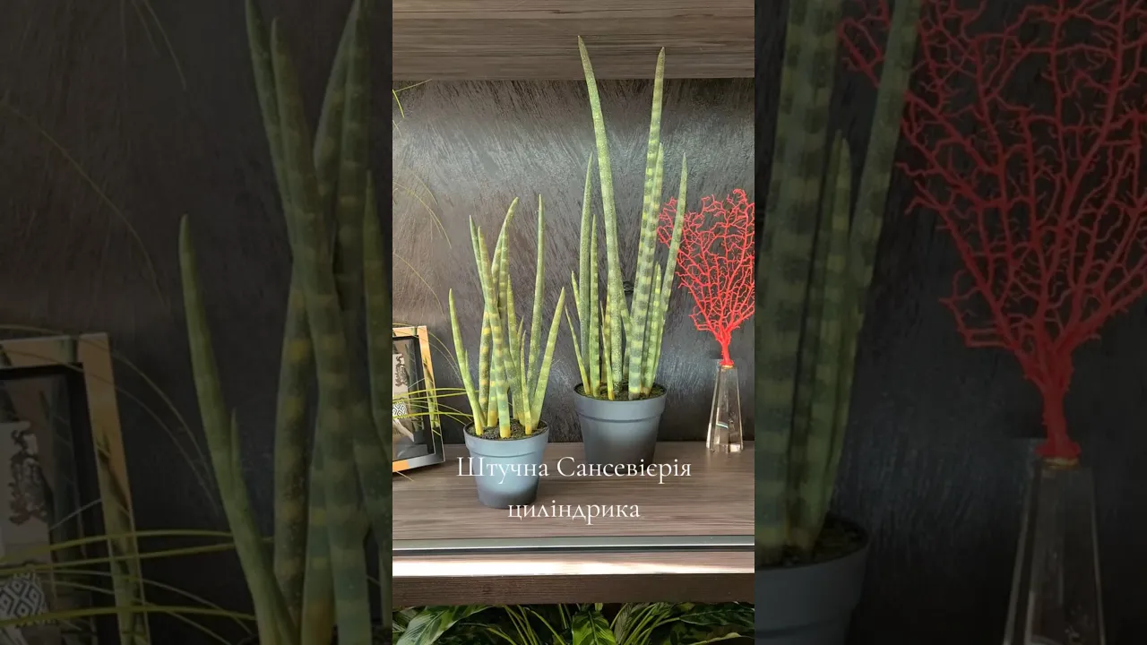 Искусственное растение Сансевиерия цилиндрика H67cm NKoop FW