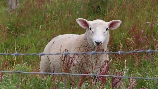 Sheep Baaing Sheep Baaing