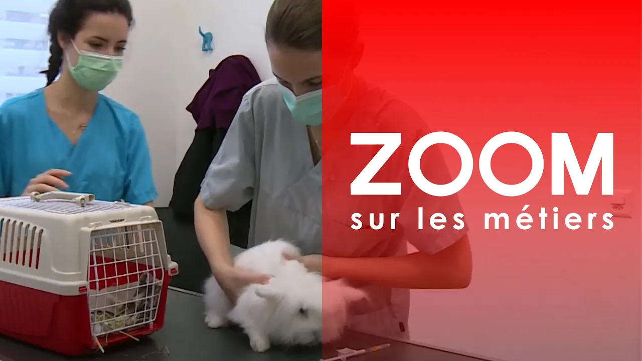 Assistant / Assistante en médecine vétérinaire CFC