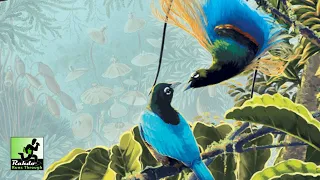 Birdwatcher Preview (runthrough)