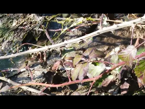 Youtube Preview