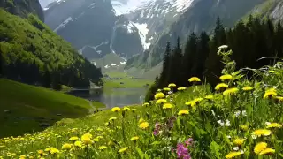 BEST RELAX MUSIC - MEDITATION IN NATURE (FOREST SOUND , WATER MUSIC )