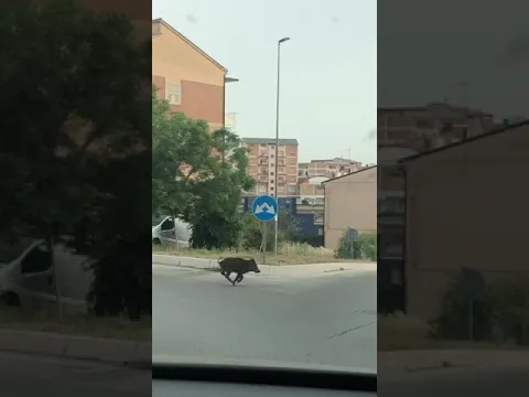 <span style="color:var(--accent)">Video:</span> Famiglia di cinghiali a spasso in pieno giorno in via Labanca: l’invasione continua